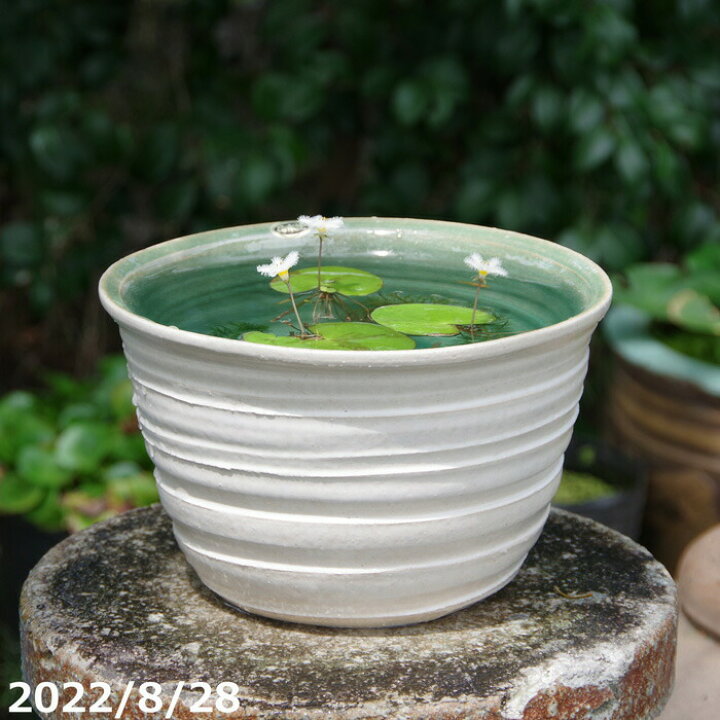 楽天市場】【あす楽対応】 信楽焼 睡蓮鉢 陶器 手びねり ストライプ白 