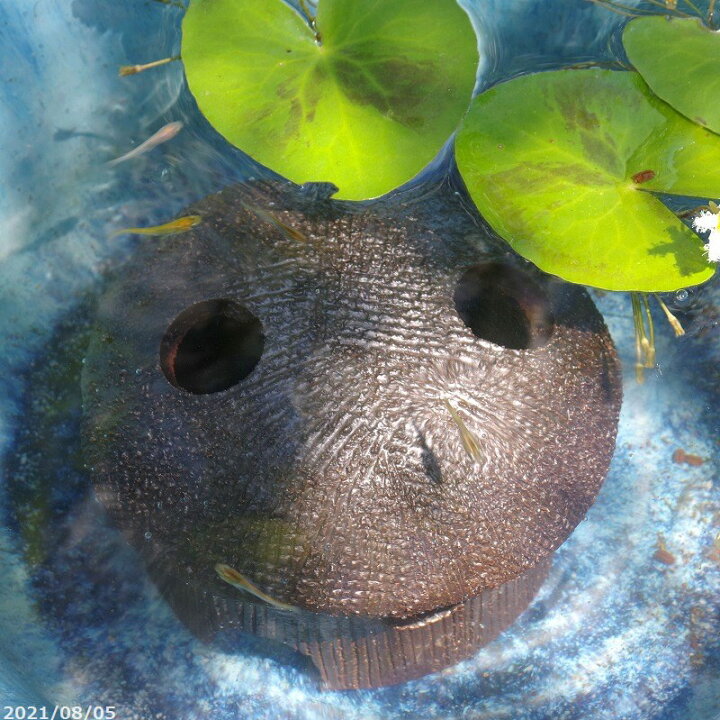 楽天市場 めだかの隠れ家 大 メダカ メダカの家 メダカハウス メダカの隠れ家 めだかの家 信楽焼 石田精華園 楽天市場店 楽天市場 めだかの隠れ家 大 メダカ メダカの家 メダカハウス メダカの隠れ家 めだかの家 信楽焼 石田精華園 楽天市場店