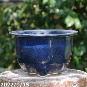 y15%OFFN[|Ώ `9/11zKi q\p֌^ 8 iOa24cm 16cmjyMy Aؔ  ^ Oz TiT[rX@yR쑐 A T{e ~͔ ʎc AKx 