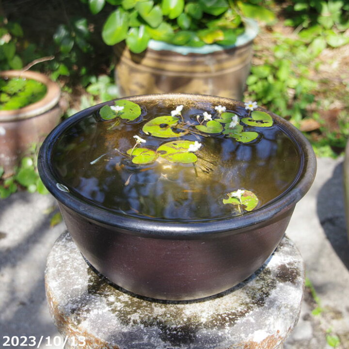 信楽焼 大型メダカ鉢 睡蓮 水鉢 ちょ 直径62cm 
