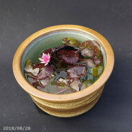 信楽焼 睡蓮鉢 陶器　白刷毛目11号（水あふれ防止小穴有）＋ヒメスイレン4号ポット＋メダカ5匹付(死着保…