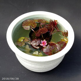 楽天市場 蓮 栽培 セットの通販