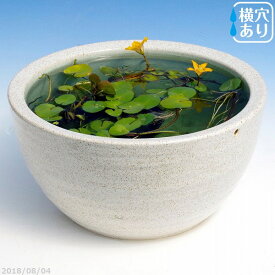 信楽焼 睡蓮鉢 陶器　白ボール 10号（水あふれ防止小穴有） ＋お好きな水草プレゼント ＋メダカ5匹（死着保証無）【送料無料】【セット 水鉢 メダカ鉢 蓮鉢 ビオトープ】 【メダカオーバーフロー防止】_wb _Kto