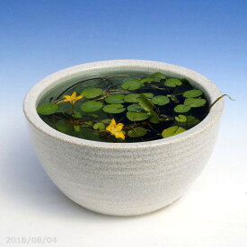 楽天市場 メダカ鉢 水草の通販
