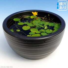 信楽焼 睡蓮鉢　黒ボール 10号（水あふれ防止小穴有） ＋お好きな水草プレゼント ＋メダカ5匹（死着保証無）　【送料無料】【セット 水鉢 メダカ鉢 蓮鉢 ビオトープ】 【メダカオーバーフロー防止】