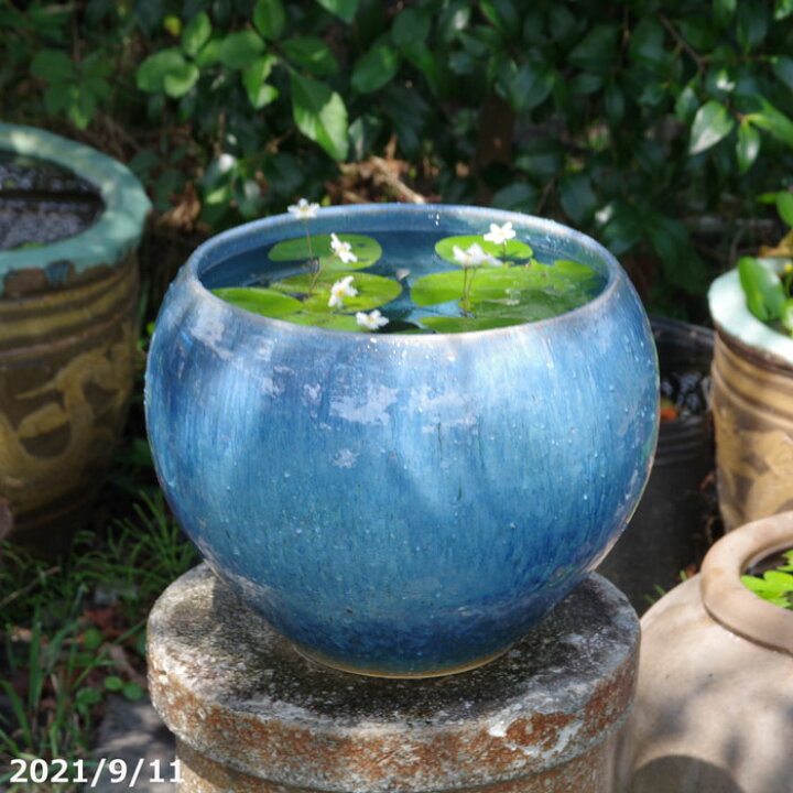 楽天市場 信楽焼 睡蓮鉢 青ガラス 丸水鉢 10号 外径30cm 高さ24cm お好きな水草プレゼント メダカ5匹 死着保証無 送料無料 セット 水鉢 メダカ鉢 スイレン鉢 ビオトープ おしゃれ 屋外 メダカ 水槽 石田精華園 楽天市場店