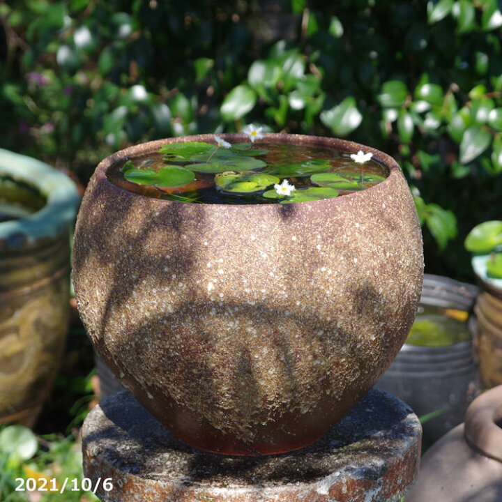 楽天市場 信楽焼 睡蓮鉢 緋色 丸水鉢 10号 外径30cm 高さ24cm お好きな水草 メダカ5匹 死着保証無 プレゼント 送料無料 水鉢 メダカ鉢 スイレン鉢 ビオトープ おしゃれ 屋外 メダカ 水槽 当園オリジナル 石田精華園 楽天市場店
