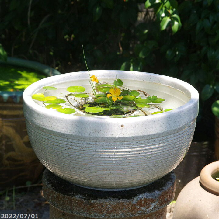 楽天市場】信楽焼 睡蓮鉢 陶器 白ボール 13号（外径40cm 高さ21cm  