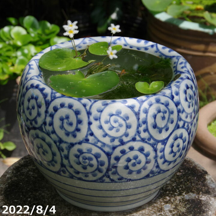 楽天市場】信楽焼 睡蓮鉢 陶器 手づくり 染付（手描き）蛸唐草文 8号 