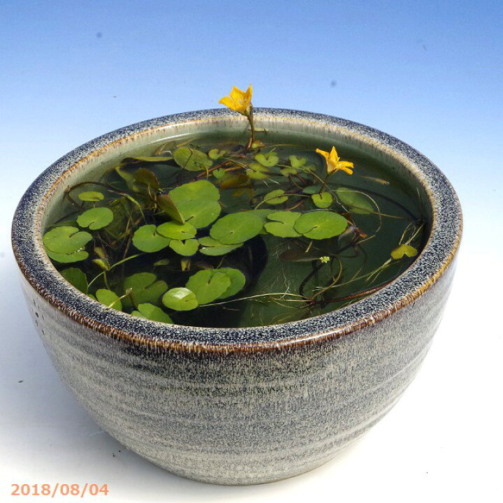 楽天市場 信楽焼 睡蓮鉢 陶器 天目ボール 10号 外径30cm 高さ16cm お好きな水草 メダカ5匹 死着保証無 プレゼントト 送料無料 セット 水鉢 メダカ鉢 金魚鉢 ハス鉢 茶碗蓮鉢 ビオトープ スイレン鉢 P U50 石田精華園 楽天市場店