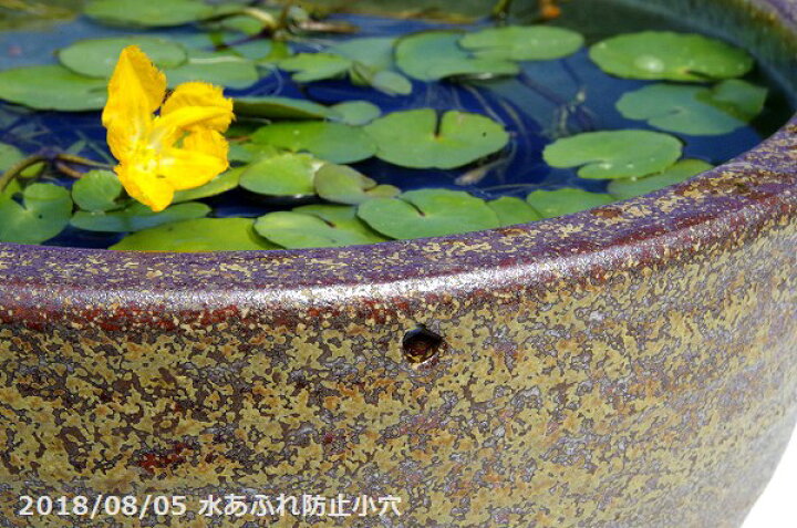 訳あり特価 水に浮かぶ陶器 金魚 蓮の花 ハス 桃色 めだか メダカ鉢 ピンク 睡蓮鉢 フロート