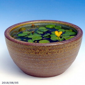 信楽焼 睡蓮鉢 陶器　窯肌ボール 10号 （外径30cm 高さ16cm）＋お好きな水草 ＋メダカ5匹（死着保証無）プレゼント【送料無料】【セット 水鉢 メダカ鉢 金魚鉢 ハス鉢 茶碗蓮鉢 ビオトープ スイレン鉢】 _Kto