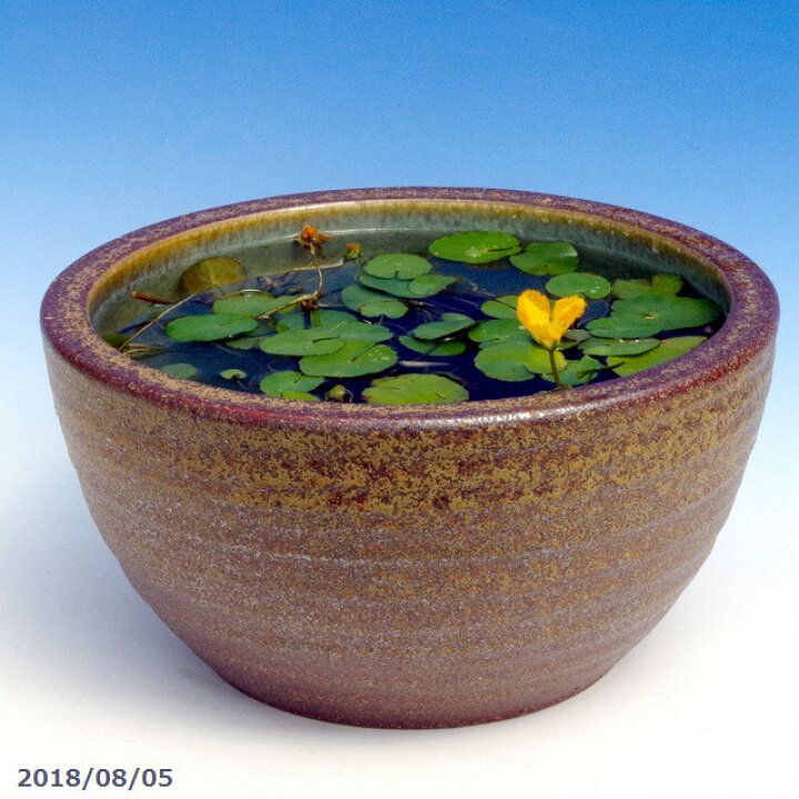 楽天市場 信楽焼 睡蓮鉢 窯肌ボール 10号 外径30cm 高さ16cm お好きな水草 メダカ5匹 死着保証無 プレゼント 送料無料 水鉢 メダカ鉢 金魚鉢 ハス鉢 茶碗蓮鉢 ビオトープ スイレン鉢 P U50 石田精華園 楽天市場店