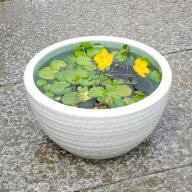 信楽焼 睡蓮鉢　白ボール 10号 （外径30cm 高さ16cm） ＋お好きな水草 ＋メダカ5匹（死着保証無）プレゼ…