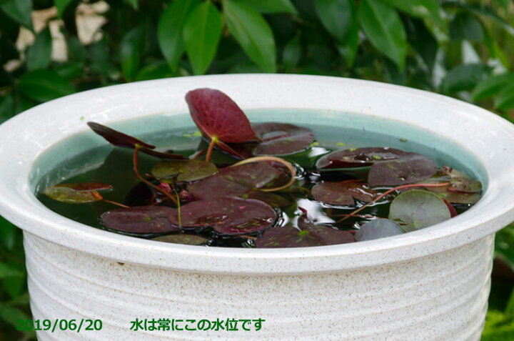 楽天市場】信楽焼 睡蓮鉢 陶器 メダカ鉢 金魚鉢 ビオトープに！信楽焼  