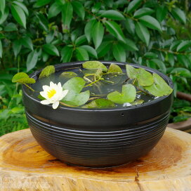 楽天市場】 水生植物 > スイレン > スイレン（睡蓮）セット販売 : 石田 