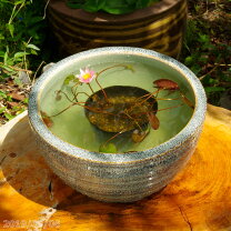 楽天市場】火鉢 めだか（種類（植木鉢）睡蓮鉢）の通販