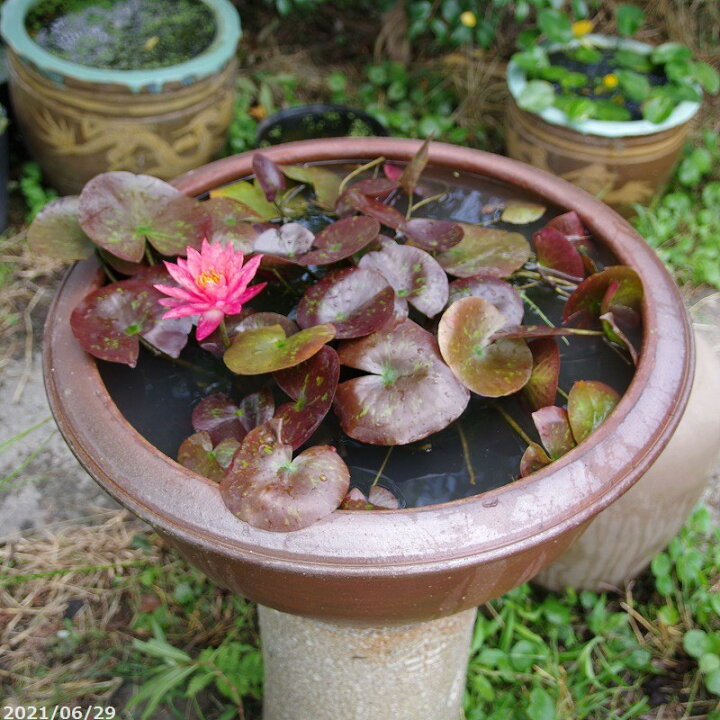 楽天市場】アジアンテイスト南蛮焼 浅鉢 睡蓮鉢 60cm (特大) ＋お好き 
