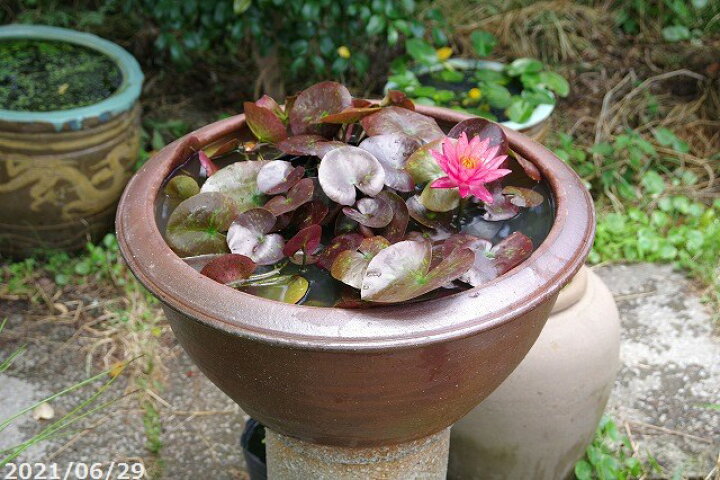 楽天市場】アジアンテイスト南蛮焼 浅鉢 睡蓮鉢 60cm (特大) ＋お好き 