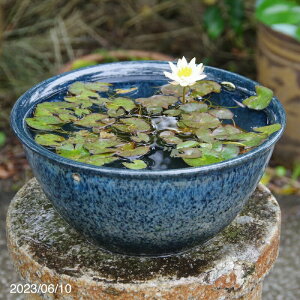 P@v[gIMy @ @ӂu[_߂ 10iӂh~LjiOa30cm 13.5cmj {qXC 4|bgi엿tj{_J5Ciۏ