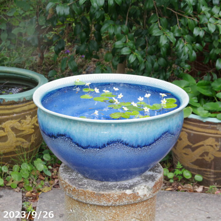 信楽焼 大型メダカ鉢 睡蓮 水鉢 呼び寄せる 直径62cm 