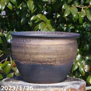 yiE_No.0137zMy Aؔ  т˂(N)@ʃr[h 8iOa25cm 17.5cmj TiT[rX@yzyR쑐 A T{e ~͔ ʎc AK