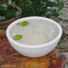 楽天市場 睡蓮鉢 白の通販