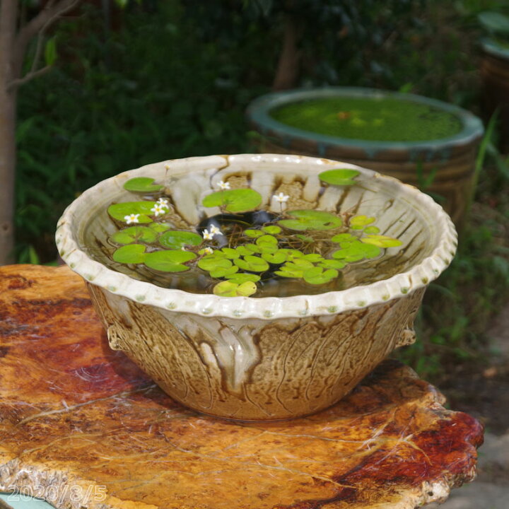 楽天市場 信楽焼 睡蓮鉢 イラボガラス水鉢 14号 外径42cm 高さcm お好きな水草プレゼント 送料無料 産地直送 セット 水鉢 メダカ鉢 金魚鉢 ハス鉢 茶碗蓮鉢 ビオトープ スイレン鉢 石田精華園 楽天市場店