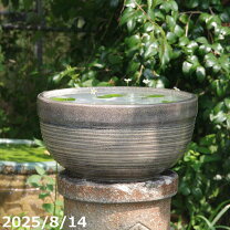 楽天市場】睡蓮鉢 メダカ 40cmの通販