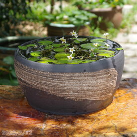 楽天市場 水生植物の通販