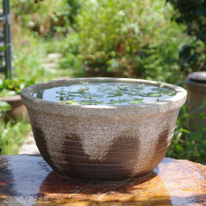 楽天市場】信楽焼 睡蓮鉢 陶器 灰釉ひねり 13号 （外径41cm 高さ20cm  