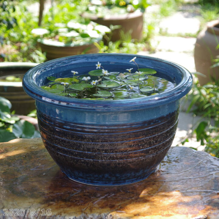 楽天市場 信楽焼 睡蓮鉢 生子千段 13号 水あふれ防止小穴有 お好きな水草プレゼント 送料無料 セット 水鉢 メダカ鉢 金魚鉢 ハス鉢 茶碗蓮鉢 ビオトープ スイレン鉢 メダカオーバーフロー防止 石田精華園 楽天市場店