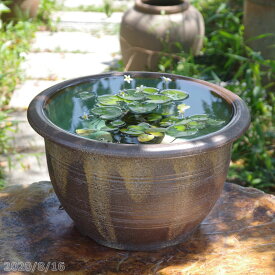 楽天市場 睡蓮 鉢 水草の通販
