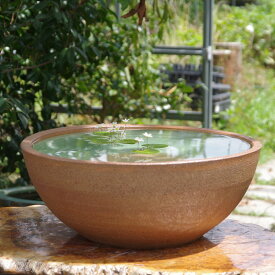 楽天市場 睡蓮鉢 大 金魚の通販