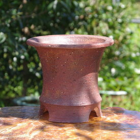 楽天市場 万年青 鉢の通販