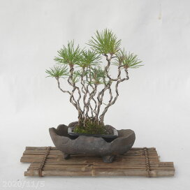 楽天市場】【現品】 竜眼石 (京都丹波産) No.3741【盆栽】【山野草 