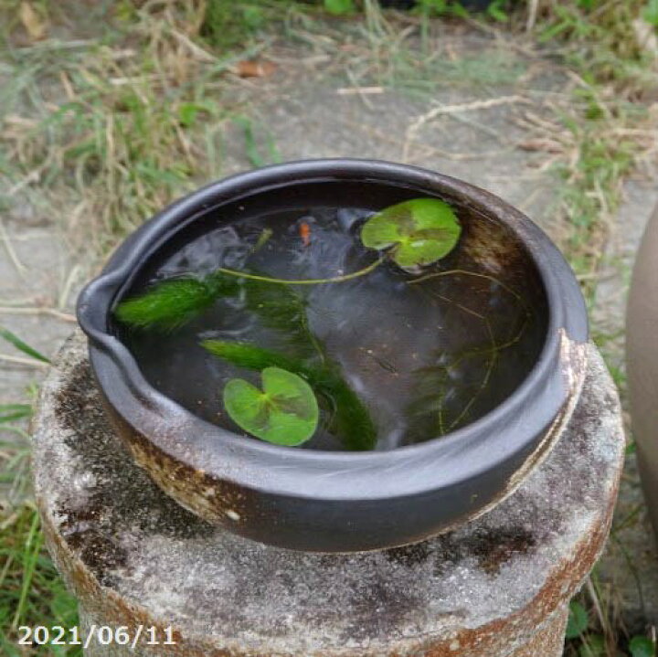 楽天市場 あす楽対応 信楽焼 睡蓮鉢 メダカ鉢 窯肌刷毛目水鉢 8号 水鉢 メダカ鉢 スイレン鉢 ビオトープ おしゃれ 屋外 メダカ 水槽 当園オリジナル 石田精華園 楽天市場店