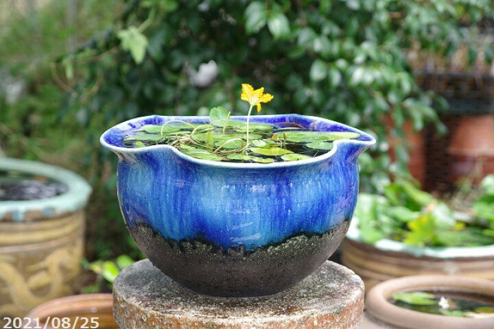 楽天市場 信楽焼 睡蓮鉢 青ガラス 花型 水鉢 11号 外径33cm 高さ21cm お好きな水草プレゼント 送料無料 水鉢 メダカ鉢 金魚鉢 ハス鉢 茶碗蓮鉢 ビオトープ スイレン鉢 石田精華園 楽天市場店