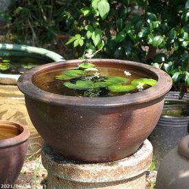 アジアンテイスト南蛮焼　睡蓮鉢　浅水鉢（中）外径38cm＋お好きな水草 ＋メダカ5匹（死着保証無）プレゼント【セット ビオトープ ハス鉢 蓮鉢 茶碗蓮 小型蓮 メダカ鉢】【送料無料】