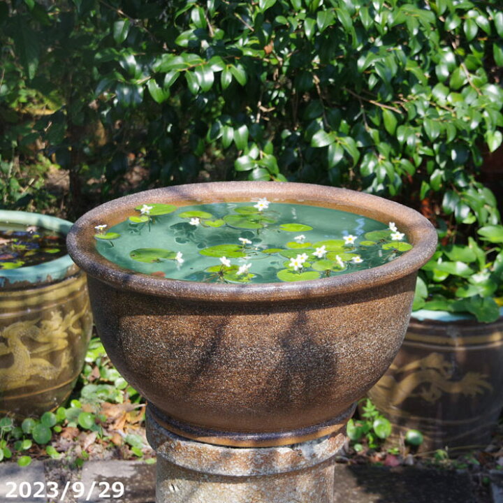 信楽焼 大型メダカ鉢 睡蓮 水鉢 呼び寄せる 直径62cm 