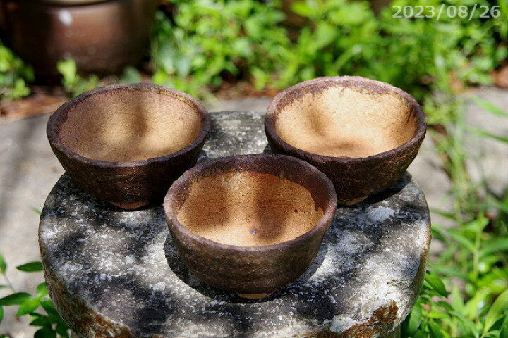 パキポディウム ついて行き グラキリス 4号鉢(信楽焼)つき 塊根植物  