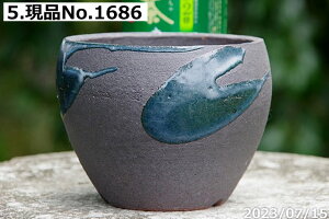 yN[|sI`11/11zMy Aؔ @Iׂ ^[{|bg(12) 3.5iOa10.0cm 10.5cmj TiT[rXyR쑐 A T{e ~͔ ʎc AKx 򍪐Az