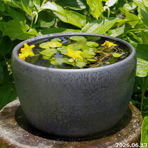楽天市場】睡蓮鉢 メダカ（カラーブラック）（植木鉢・プランター 