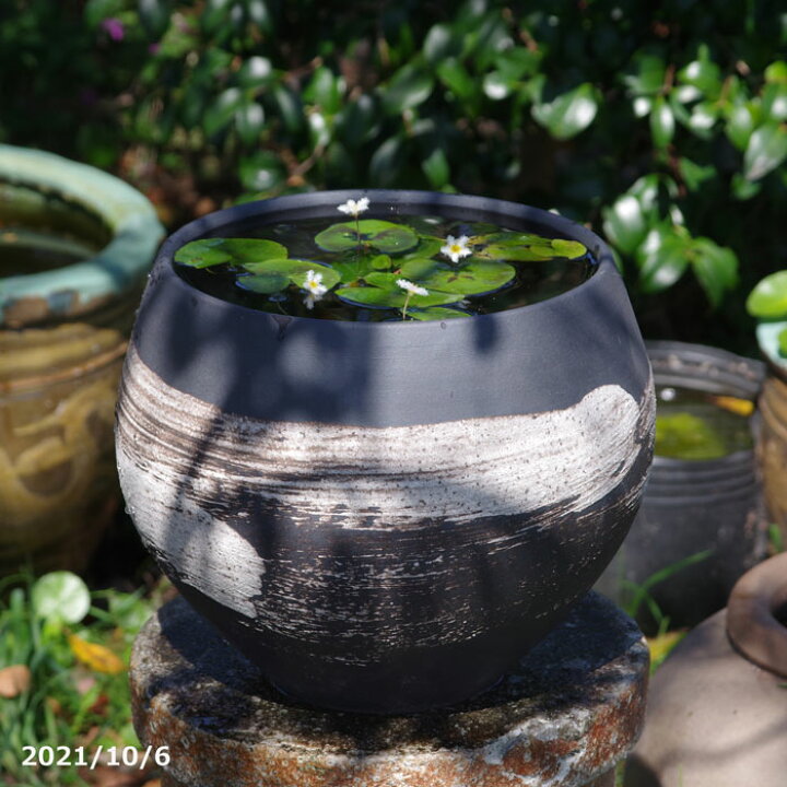 楽天市場 信楽焼 睡蓮鉢 刷毛目 丸水鉢 10号 外径30cm 高さ24cm お好きな水草 メダカ5匹 死着保証無 プレゼント 送料無料 セット 水鉢 メダカ鉢 スイレン鉢 ビオトープ おしゃれ 屋外 メダカ 水槽 石田精華園 楽天市場店