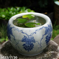 楽天市場】ビオトープ 水草（サイズ（植木鉢）7 ～ 9号）（植木鉢 