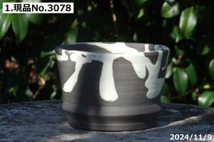 �y�ő�50%OFF�N�[�|�����s���I�z�M�y�� �A�ؔ� ����@��т˂�i���N�������j�I�ׂ� ���y�������@�����t�iS�j3���i�O�a9cm ����7.0-7.5cm�j �T�i�T�[�r�X �y�R�쑐�� �����A���� �T�{�e���� �~