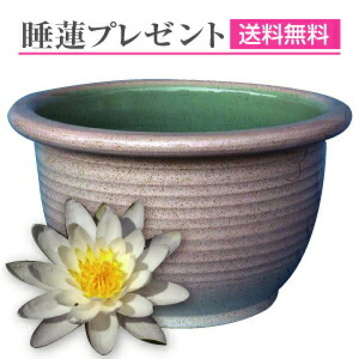 楽天市場】睡蓮鉢 メダカ鉢 金魚鉢 ビオトープに！信楽焼 白カスミ水鉢 