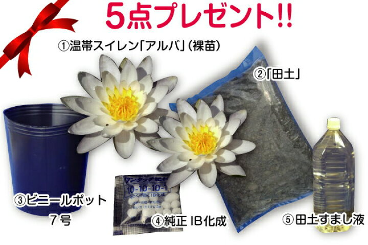 楽天市場 睡蓮鉢 メダカ鉢 金魚鉢 ビオトープに 信楽焼 白カスミ水鉢 13号 水あふれ防止穴あり 睡蓮アルバ他合計5点プレゼント 睡蓮鉢 めだか 鉢 メダカ鉢 水鉢 信楽焼 蓮鉢 大型 陶器睡蓮鉢 水連鉢 中型品種 裸苗販売 スイレン すいれん 送料無料