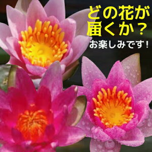 ԁ`ԃqXC(x)@yc̔zy엿tzIBio[eB[[Wj10g2܁@yA tAzy@  PXC P@ cz