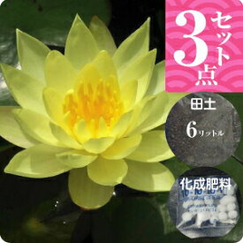 楽天市場 日陰 でも 育つ 宿根草の通販